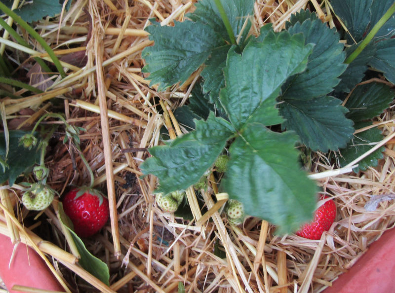 Aardbei