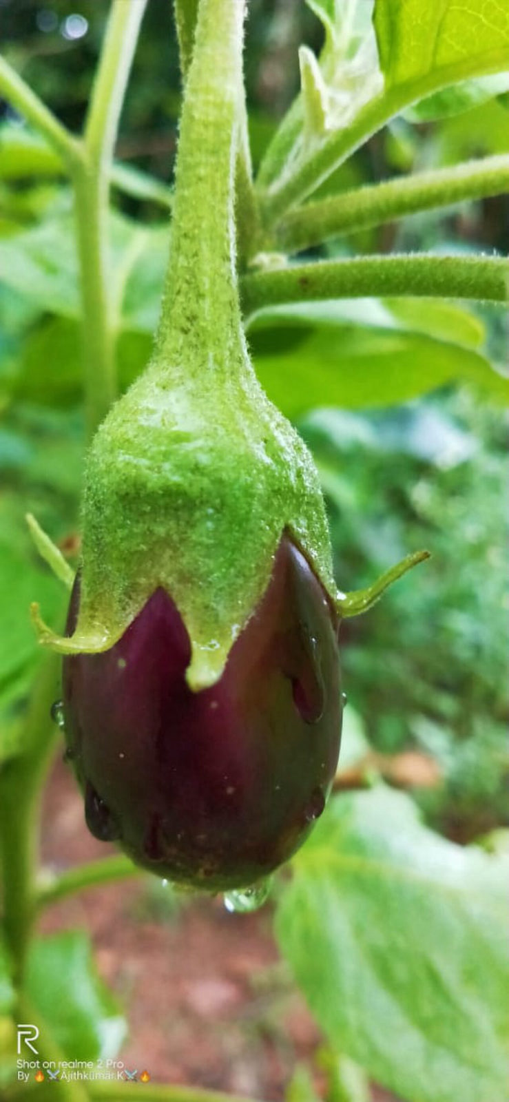 Aubergine