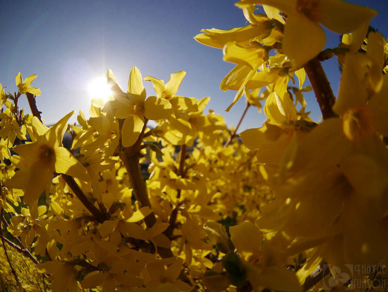Forsythia