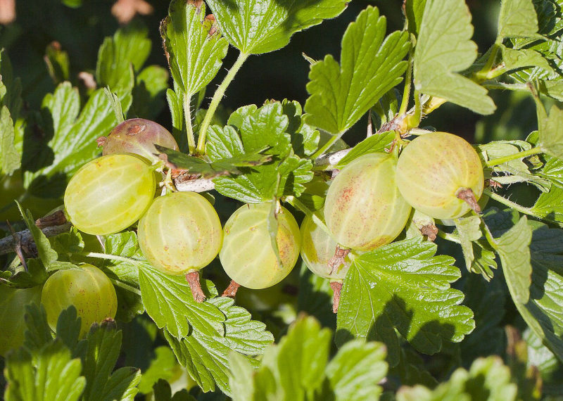 Kruisbes