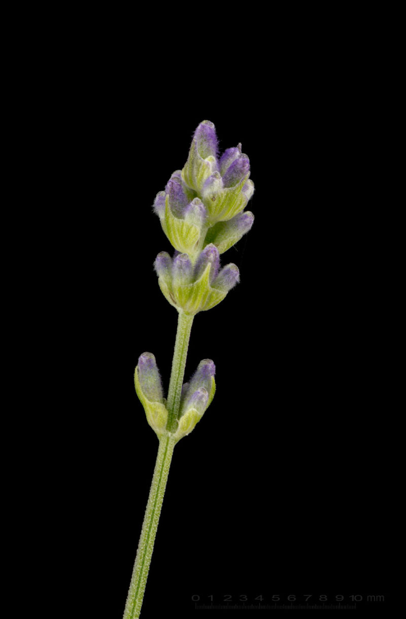 Lavendel