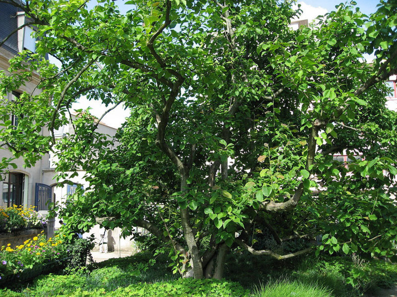 Magnolia