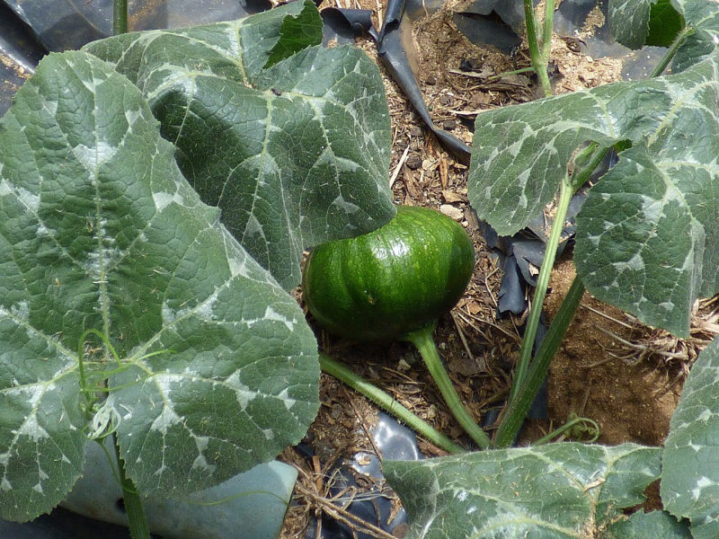 Pompoen