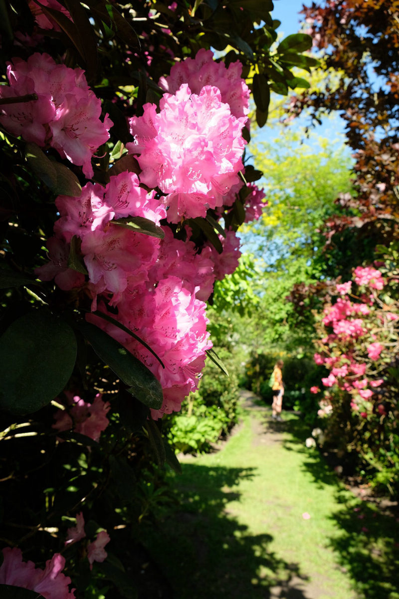 Rododendron