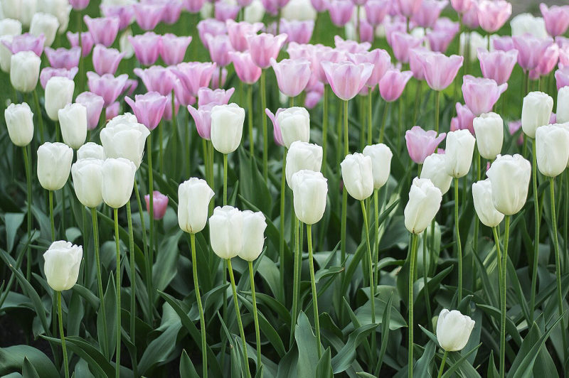Tulp